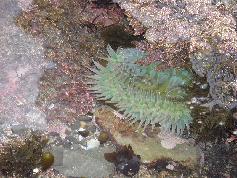 P6182036 Fitzgerald Reserve.JPG